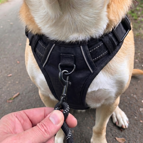 <strong>ATTACH THE LEASH</strong>